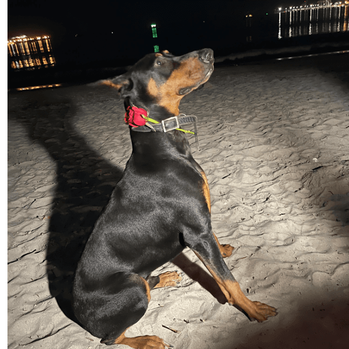 Rosario Andrade nos presenta a su mascota: "Mi mascota se llama Max. Nació el 5, de mayo del 2021. Es una mascota muy importante en la familia, ya que él nos protege de cualquier extraño".
<br>