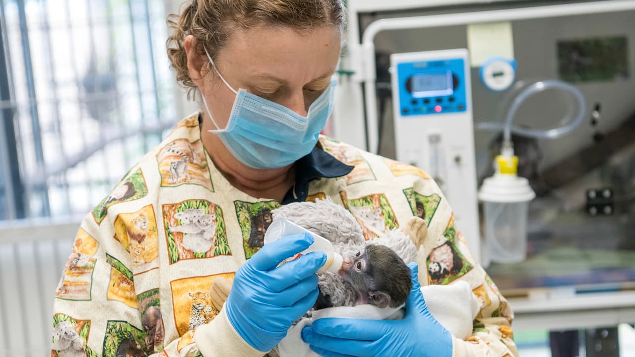 Los monos de cola roja Schmidt son conocidos por sus distinguidas marcas en forma de corazón en la nariz y son nativos de África central.