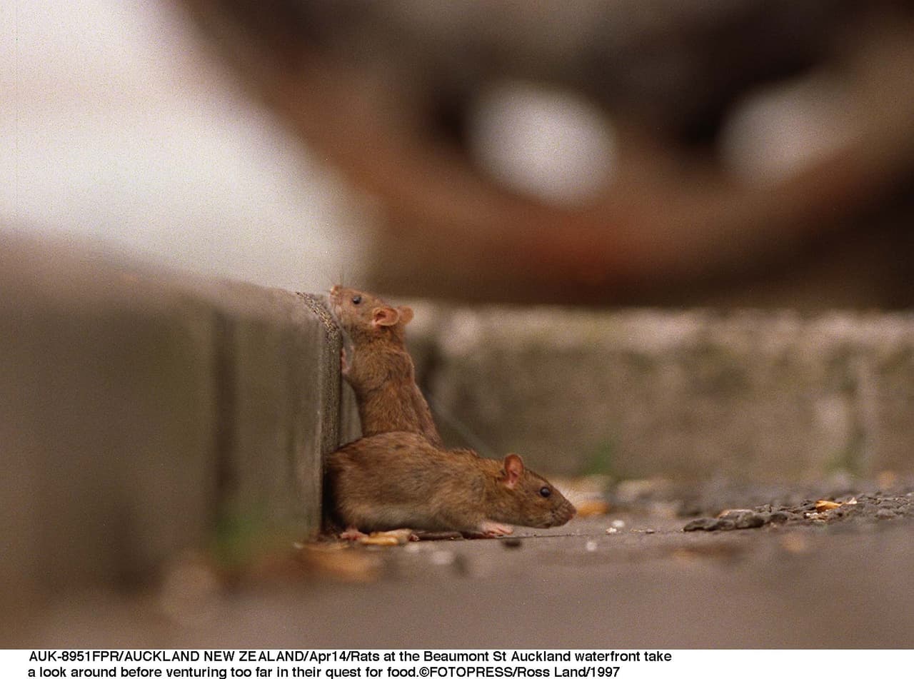 Inspeccione tanto el interior como el exterior de su casa en busca de excrementos de roedores, madrigueras y marcas de roce a lo largo de los zócalos y las paredes. Cuanto más rápido se detecten los roedores, mejor.
<br>