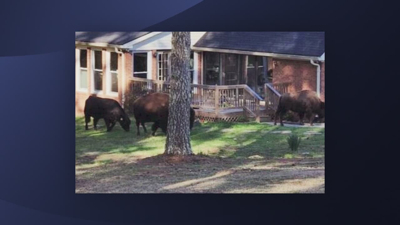 Búfalos sorprenden a residente en el condado de Fayette