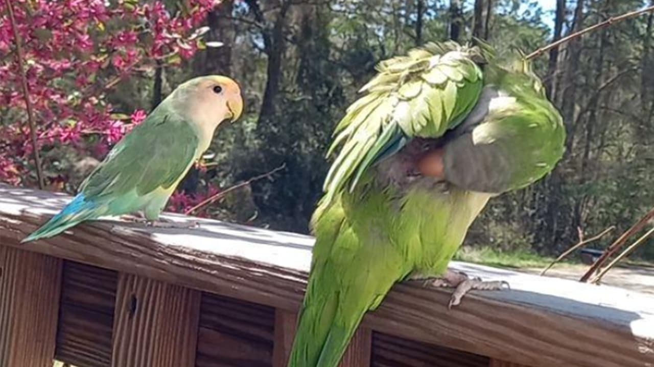 <b>Sara Araujo</b>: Twittee y Pepe.