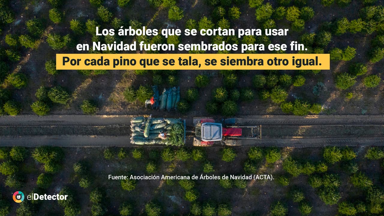 <a href="https://www.univision.com/noticias/bosques-deforestan-pinos-navidad-falso" target="_blank">Lee la verificación completa de <b>elDetector </b>aquí</a>.