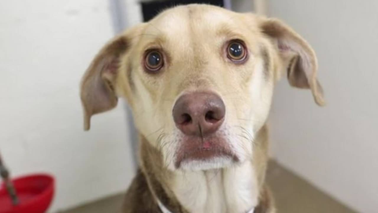 “No tuvimos otra opción”: Con una nota, familia abandona a perrito Armando afuera de refugio