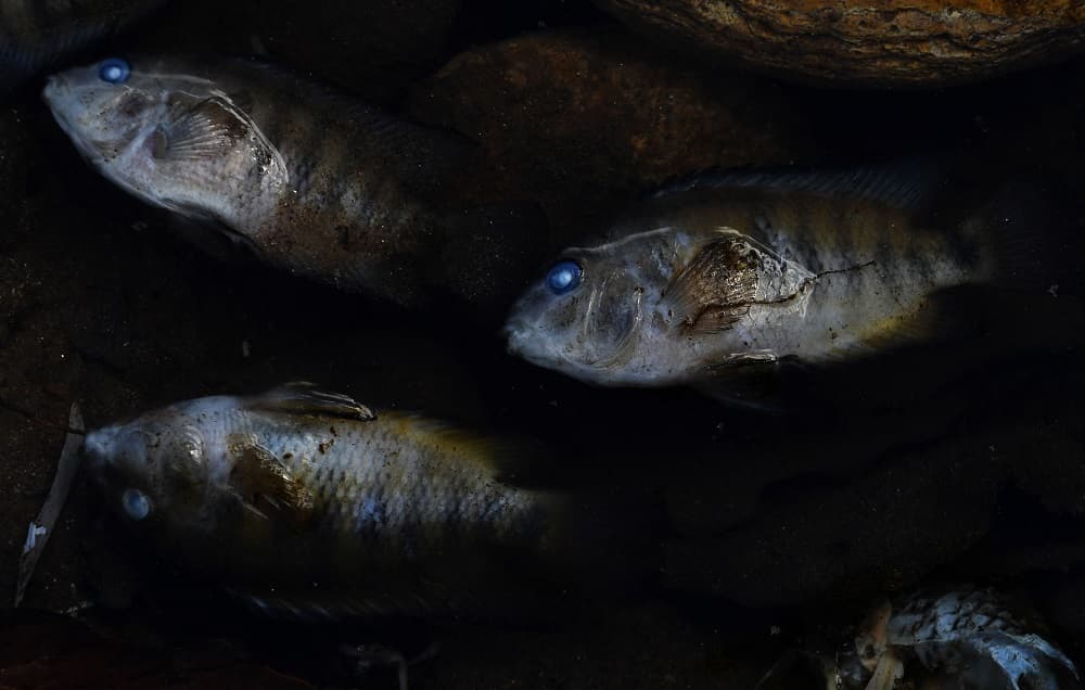 "La solución pasa por que los Estados apliquen la legislación y por que se apoye al sector privado de esta región para reconvertir la industria cafetalera mediante inversiones que le permitan seguir generando empleo y desarrollo sin contaminar", sostiene Héctor Aguirre, director de la Mancomunidad Trinacional del Río Lempa, citado por la agencia AFP.