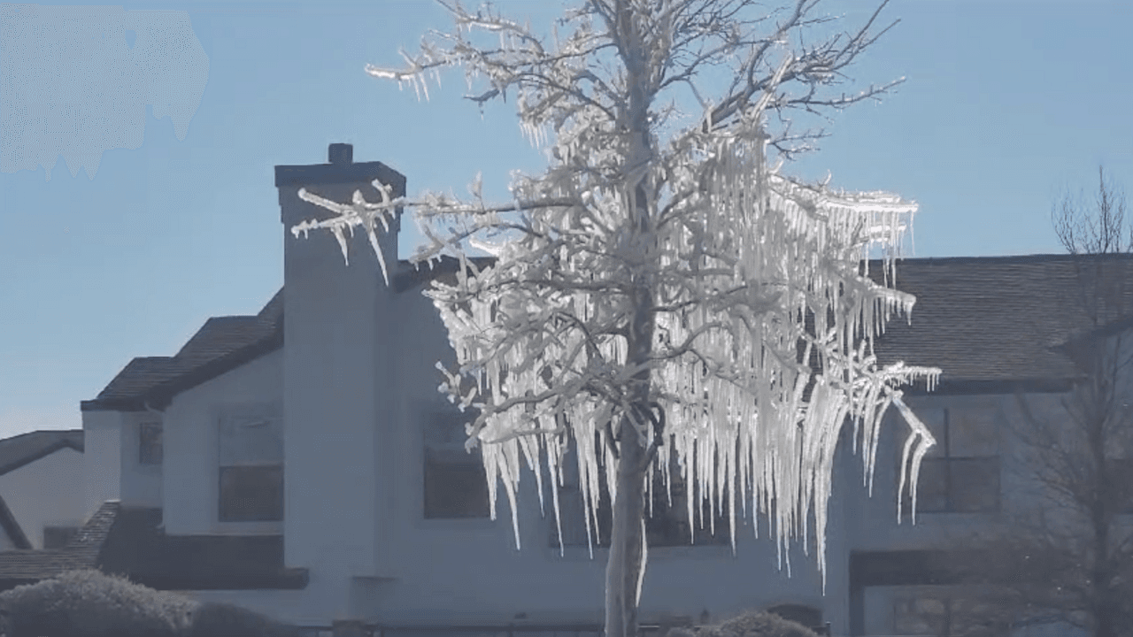 Los carámbanos de hielo así colgaban de un árbol en la ciudad de San Antonio. Esta ciudad recibió leves niveles de mezcla invernal.