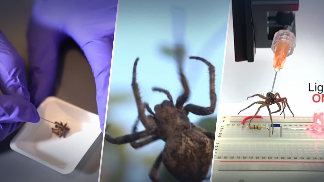Convierten arañas muertas en pinzas capaces de levantar objetos 100 veces más pesados que ellas