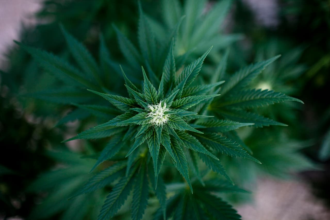 Arrestan a mexicanos que controlaban plantíos ilegales de marihuana