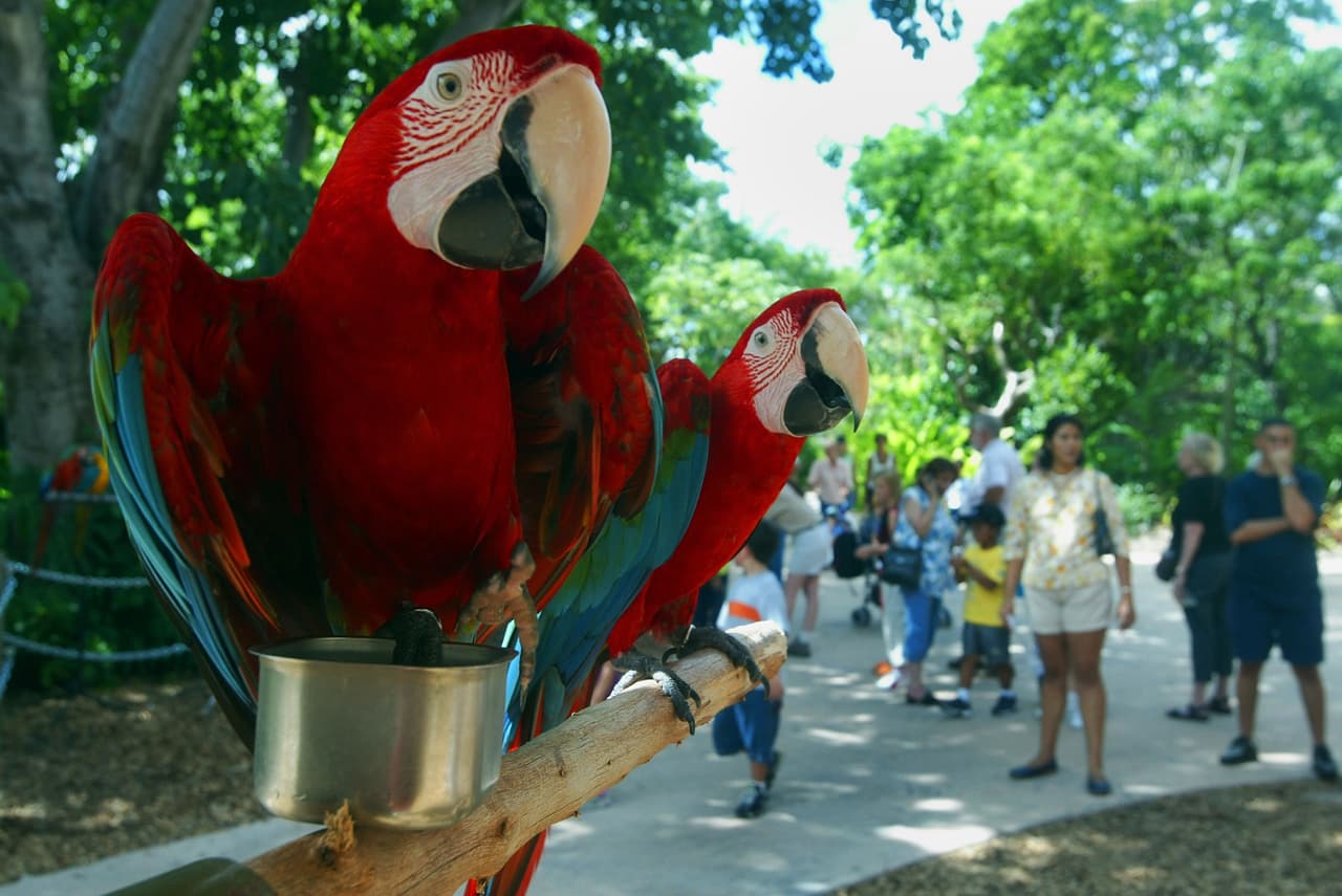 Cierran nuevamente el zoológico de Miami y Jungle Island por aumento de casos de coronavirus 