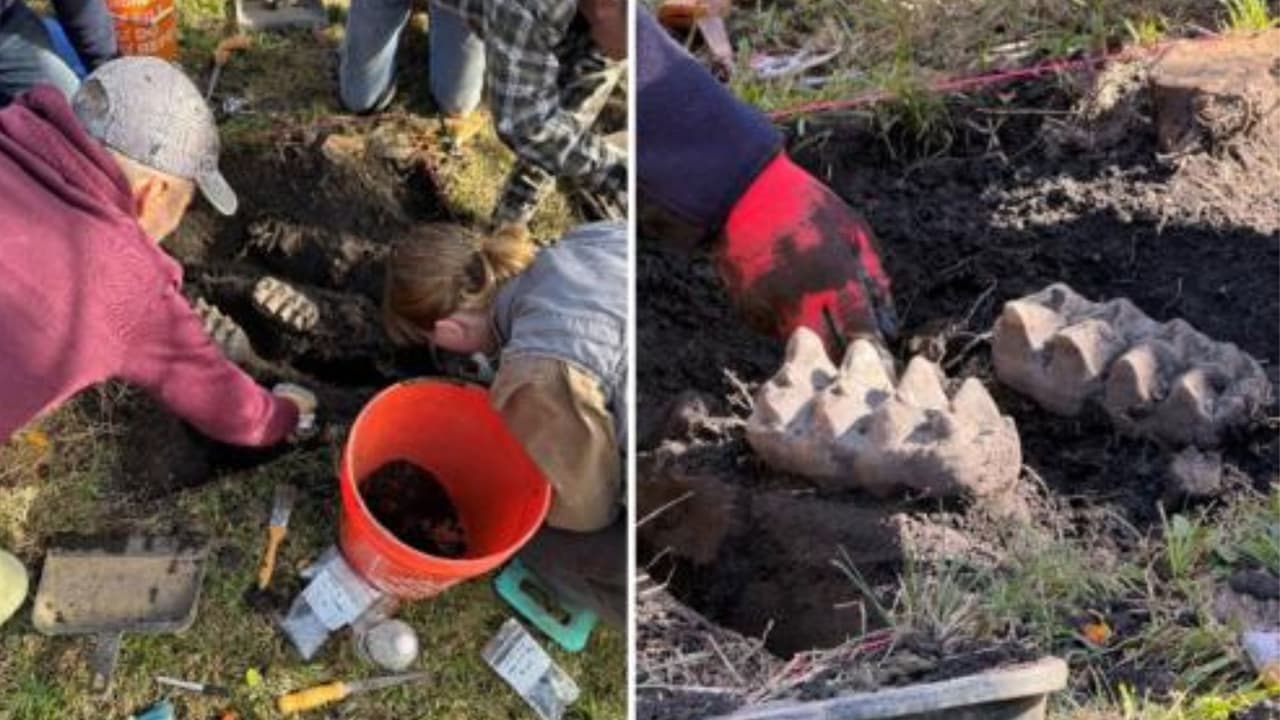 Pensó que eran "piedras extrañas": residente de Nueva York descubre los restos de un mastodonte en el jardín de su casa