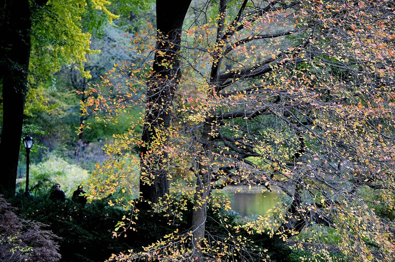 Aprovecha esta hermosa época para pasear por la ciudad y las afueras de Nueva York.