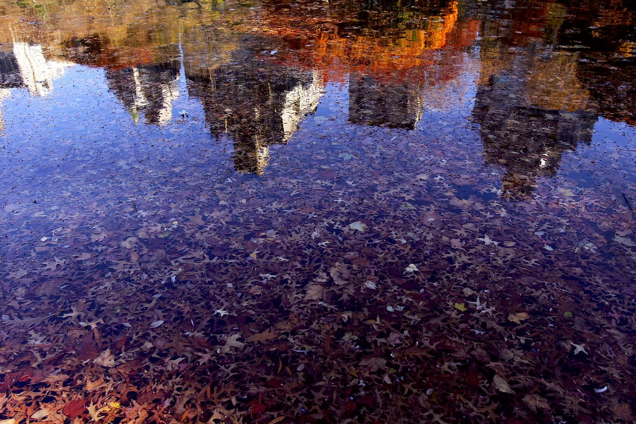 Aprovecha esta hermosa época para pasear por la ciudad y las afueras de Nueva York.