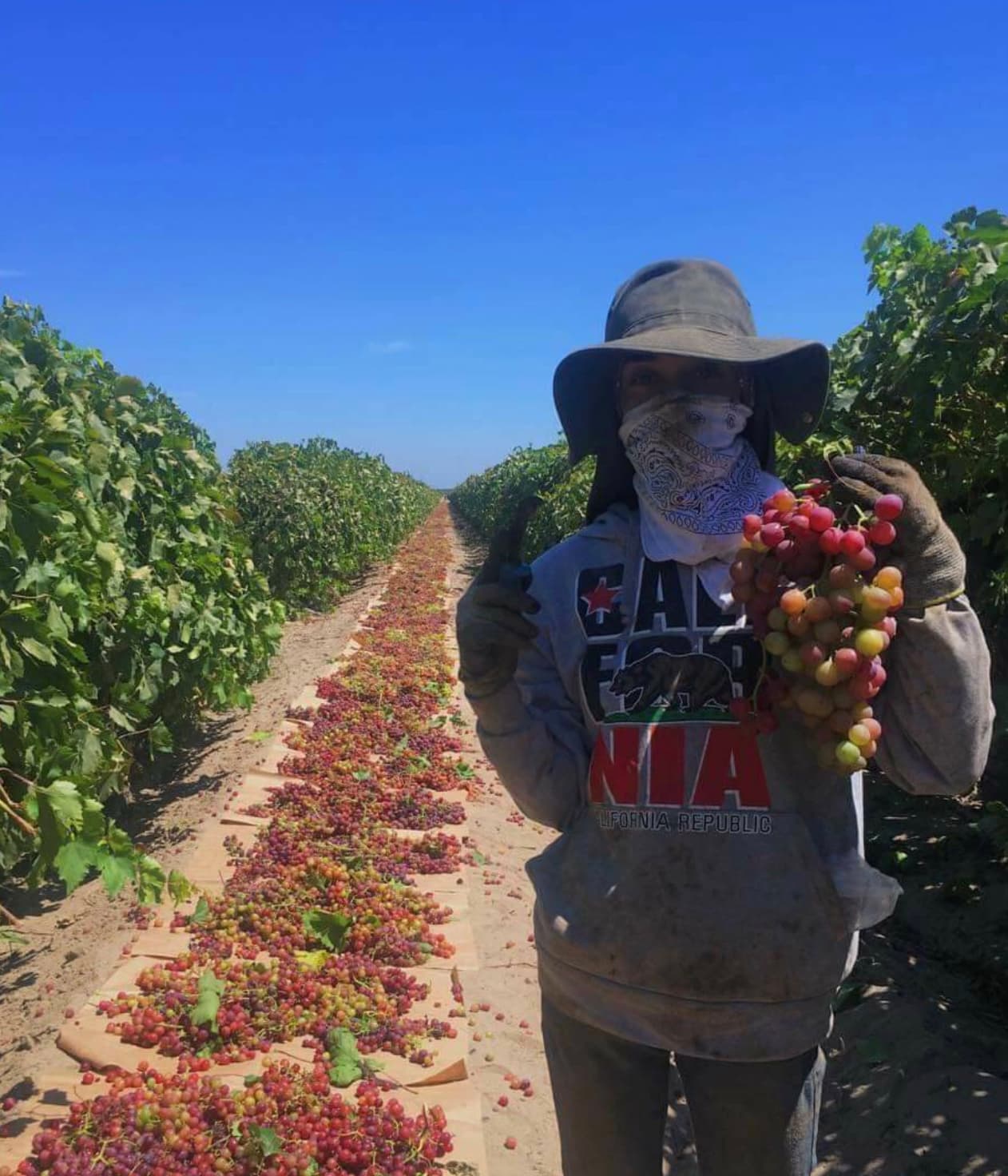 <b>Ella es Clara Estrada de Fresno</b>, quien desde un campo de viñedos comenta que la temporada de uva ya empezó. En una publicación de UFW, ella expresó: 
<b>"es un trabajo muy duro que a pocos les gusta debido a las altas temperaturas y los bajos salarios. Nos gustaría que aumenten los salarios, ya que nunca va más de $33 centavos cada tabla llena de pasas."</b>