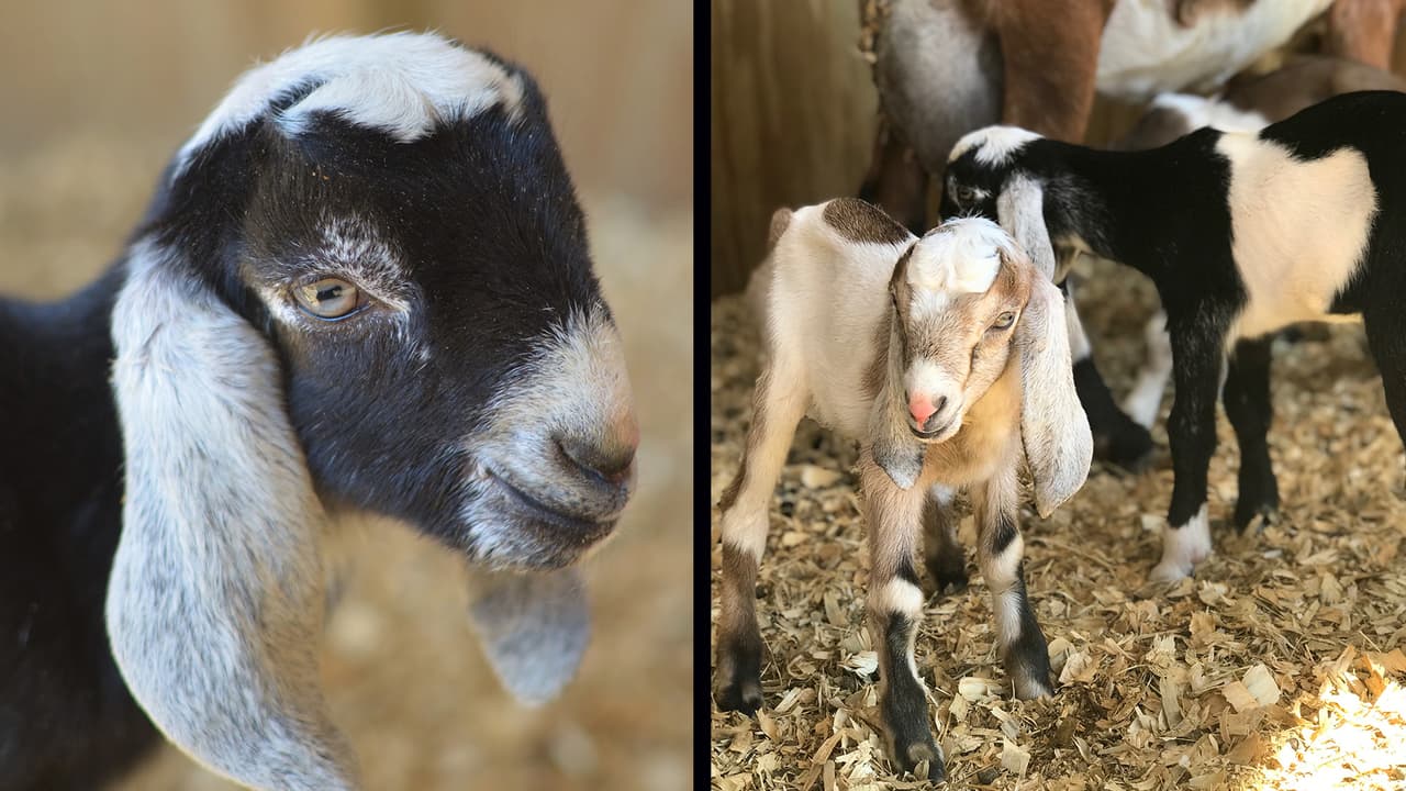 Las tres cabras hembras están bajo los cuidados de la organización.