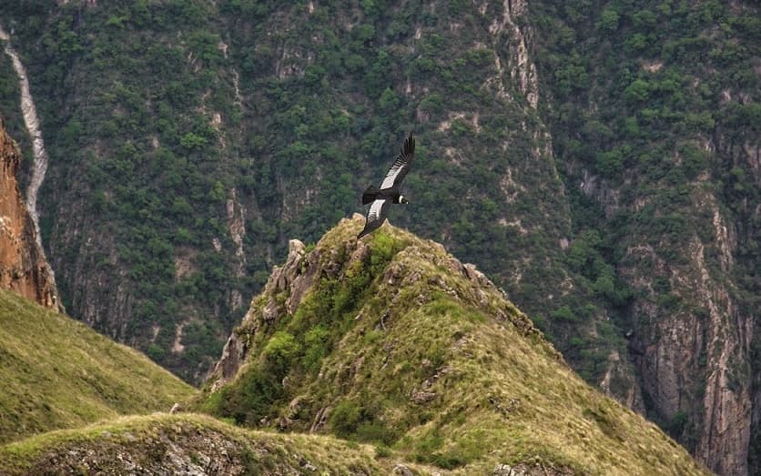 Otro de los nuevos destinos que ofrece la cuna de los Incas es el 
<b>Mirador de Cóndores de Chonta</b>, un espacio natural donde se encuentran además zonas arqueológicas como 
<b>Tarawasi</b>, y fundos de producción frutícola como 
<b>Limatambo</b>.
<b> </b>En el Mirador de Cóndores de Chonta, también conocido como 
<b>Cañón del Cóndor</b> (tiene vista al Cañón del Apurímac, con más de 1,500 metros de profundidad), se puede apreciar muy de cerca el vuelo del ave sagrada de los Incas. En este lugar duermen y anidan estos enormes pájaros, respetados en los Andes. 
<br>