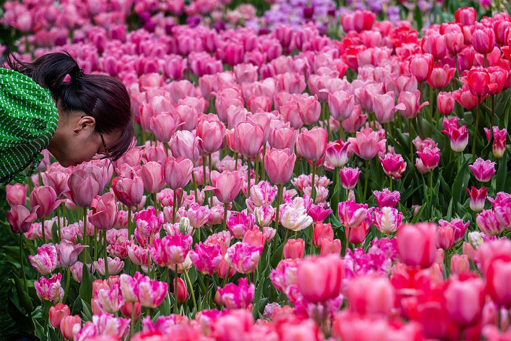 Aunque cuentan con miles de flores y plantas internacionales, en primavera los tulipanes conquistan a la mayoría de los visitantes de Longwood Gardens, uno de los 
<b><a href="https://www.univision.com/local/philadelphia-wuvp/mejores-jardines-botanicos-pensilvania-primavera-2022-fotos" target="_blank">jardines botánicos</a></b> más grandes de los Estados Unidos.
