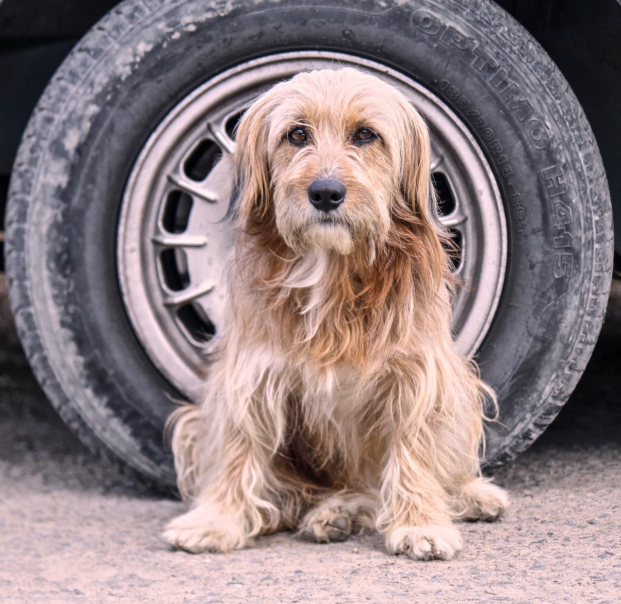 Las fotos que están logrando que cientos de perros callejeros de Latinoamérica tengan comida