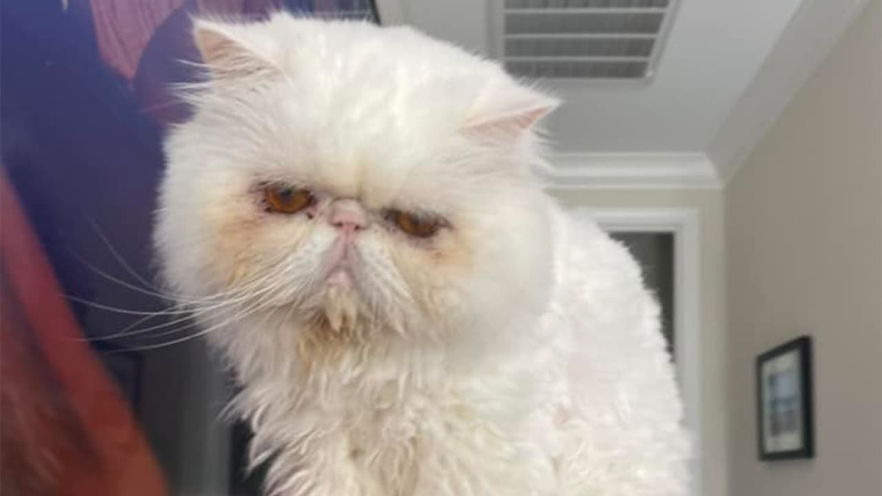 "Stellen va a cumplir 4 años en junio. Le gusta viajar en avión, es muy dulce y muy buen compañero. Es parte de nuestra familia", expresó Gracie Rodríguez.