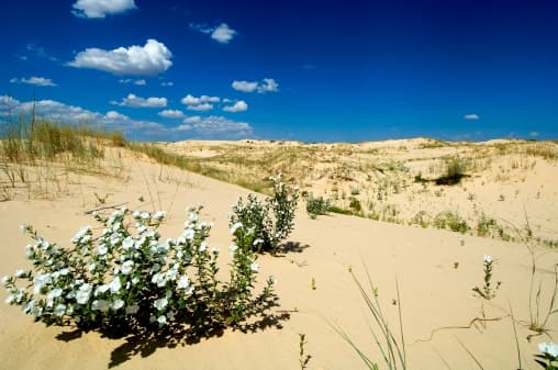 El parque es una pequeña porción de un campo de dunas que se extiende a unas 200 millas desde el sur de Monahans hacia el oeste y el norte hacia Nuevo México.