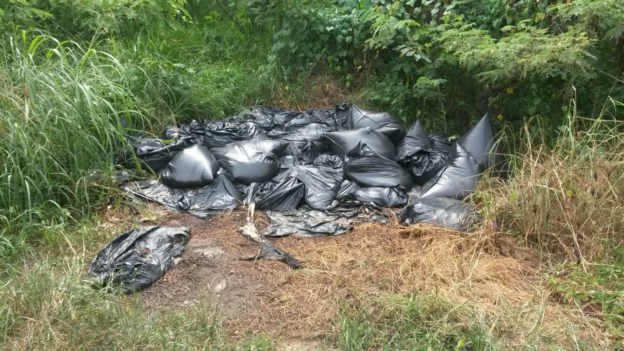 Investigan muerte de perros hallados en bolsas negras en Puerto Rico
