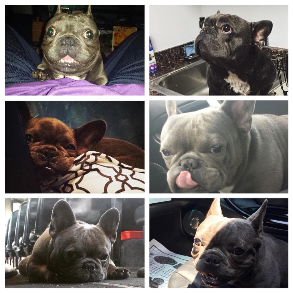 El perrito de Snoop Dogg se llama Jeulz Broadus.