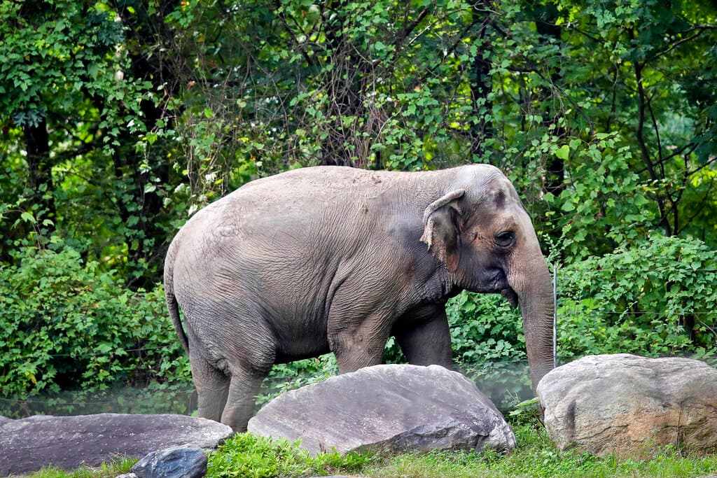 'Happy', la elefanta, no puede ser considerada una persona y pierde su batalla en la corte
