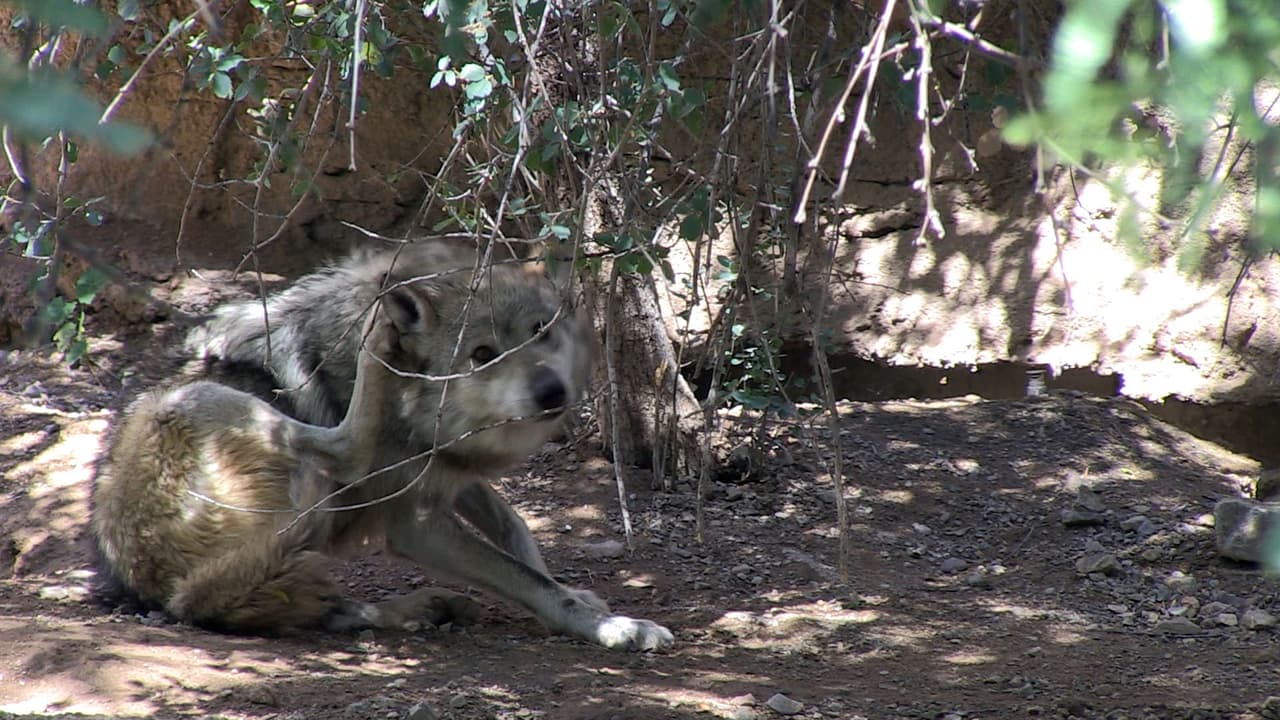 Una pareja de lobos mexicanos forman parte de los animales exhibidos en el museo zoológico