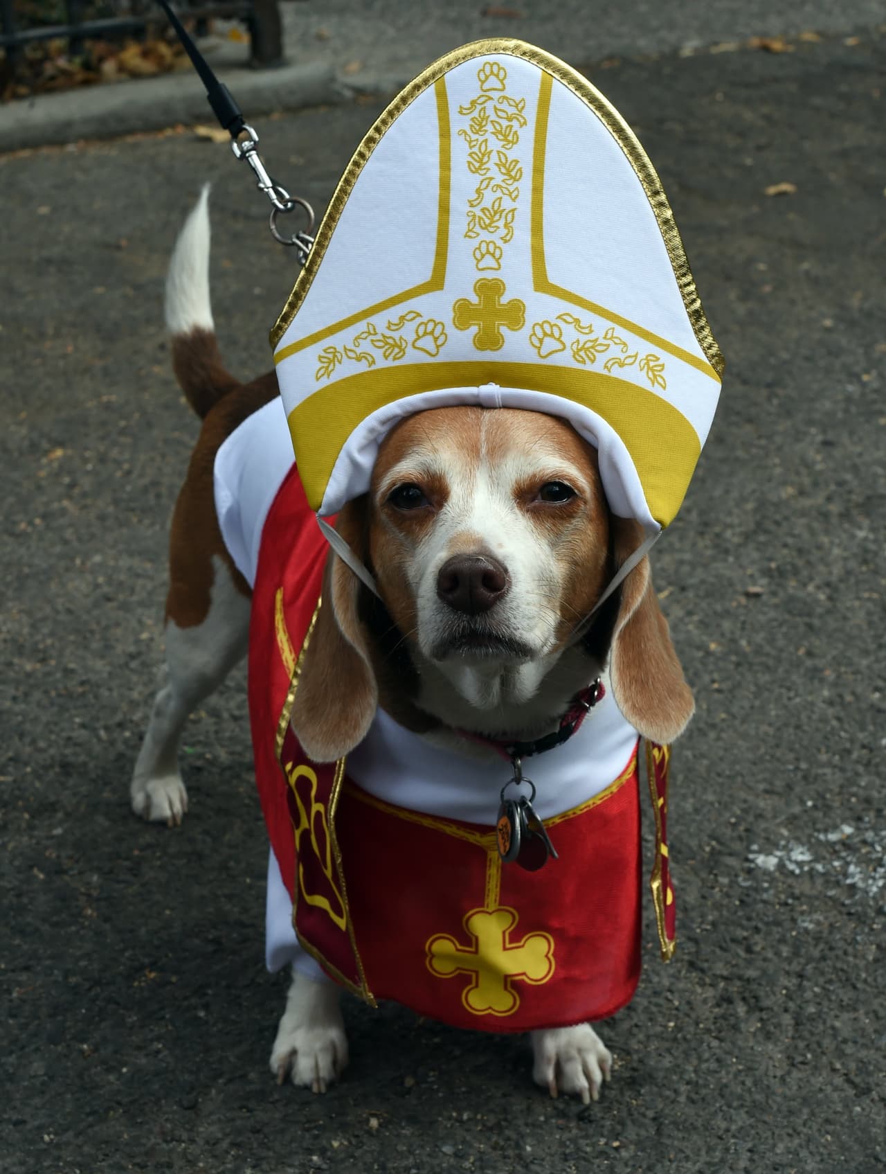 Mira todos los disfraces de las mascotas concursantes y sus dueños entre los que hubo todo tipo de dinosaurios, tal vez aprovechando el reciente estreno de la película 'Jurassic World', o también algunos inspirados en 'Volver al Futuro', además hubo cocodrilos, dragones, personajes de 'El Mago de Oz', 'Los Picapiedra' y hasta algunos perritos disfrazados de Donald Trump.