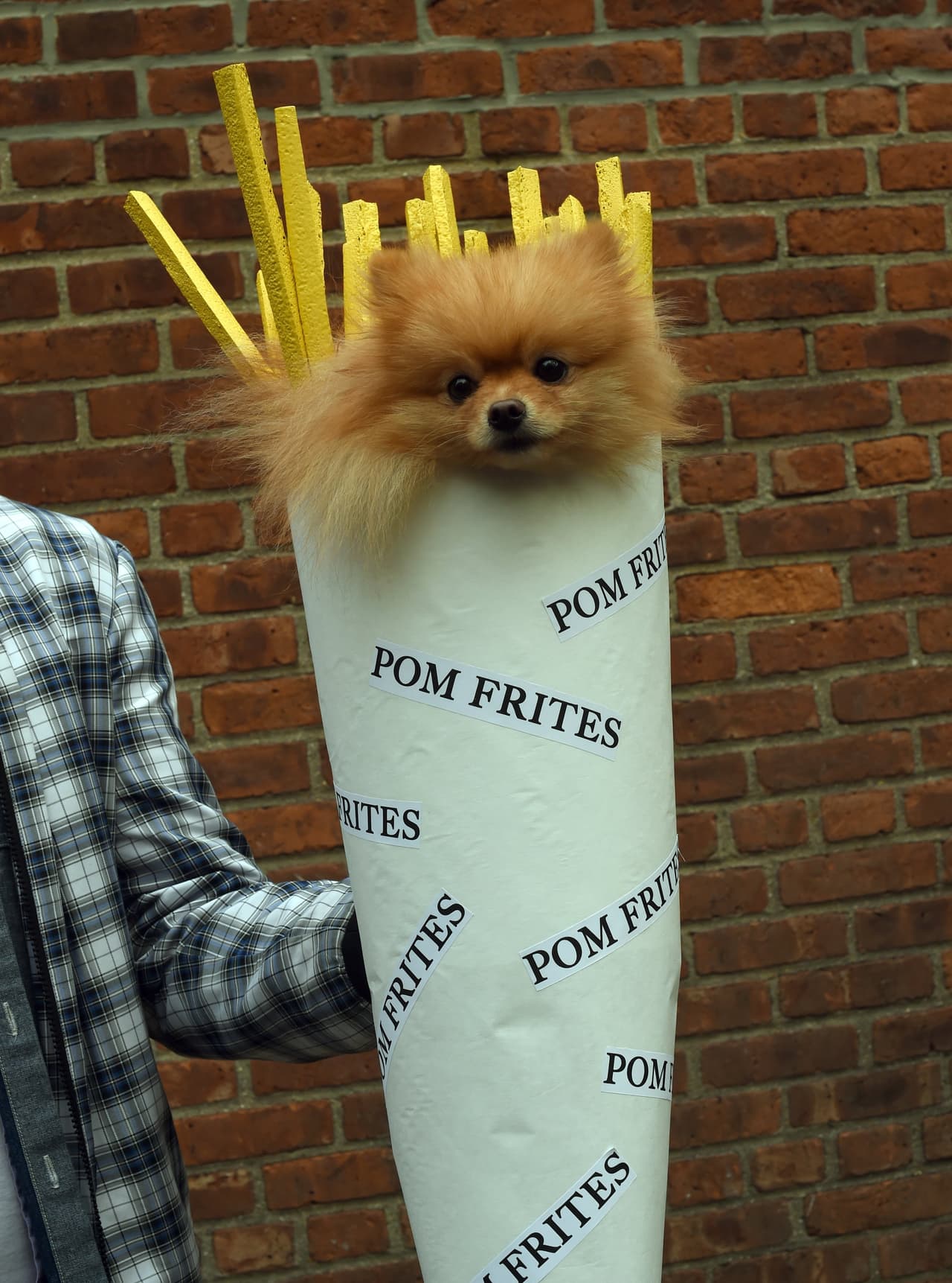 Cada dueño se inspiró tanto que incluso hubo un perrito envuelto en un empaque de papas fritas.