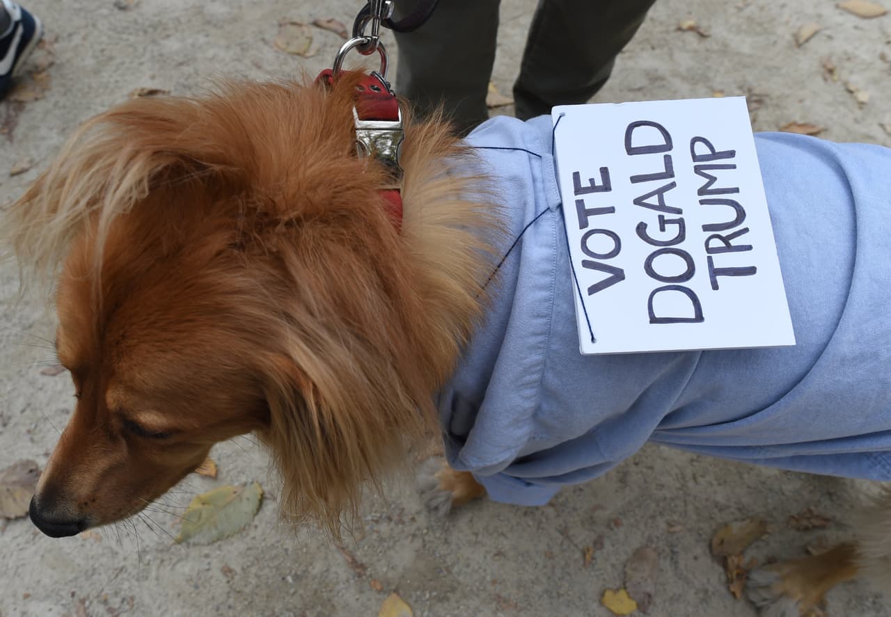 Mira todos los disfraces de las mascotas concursantes y sus dueños entre los que hubo todo tipo de dinosaurios, tal vez aprovechando el reciente estreno de la película 'Jurassic World', o también algunos inspirados en 'Volver al Futuro', además hubo cocodrilos, dragones, personajes de 'El Mago de Oz', 'Los Picapiedra' y hasta algunos perritos disfrazados de Donald Trump.