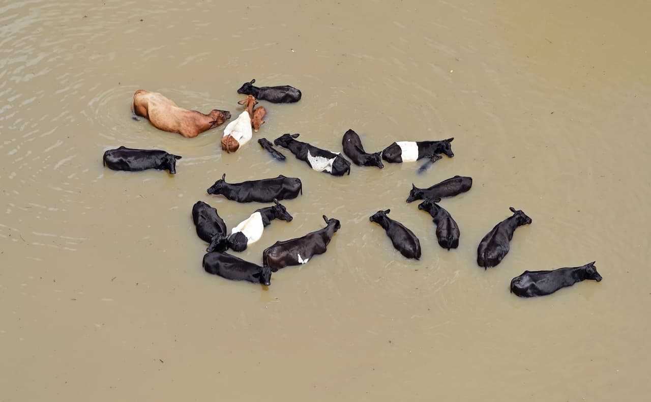 Aunque el nivel del agua bajó en algunas partes, en otras zonas río abajo los niveles aumentaban, por lo que las personas se apresuraban a colocar costales de arena y evacuar rumbo a refugios. Fotografía aérea del área de Ascension Parish.