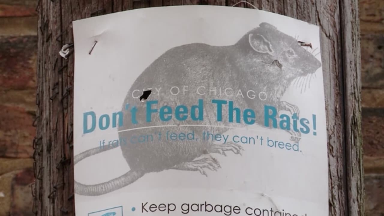 Chicago: la ciudad con más ratas por octavo año consecutivo