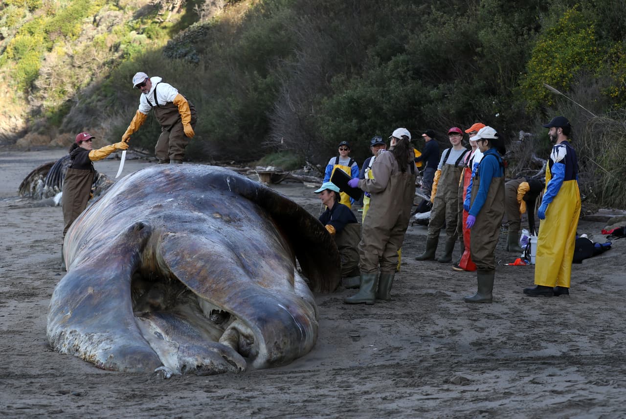 Algunos científicos han sugerido que
<b> las capas de hielo que se derriten en el polo norte están creando focos de aguas cálidas</b> a lo largo de la costa de California, lo que está interrumpiendo el calendario de migración de las ballenas y modificando la población de especies que sirven de alimento en las aguas costeras.