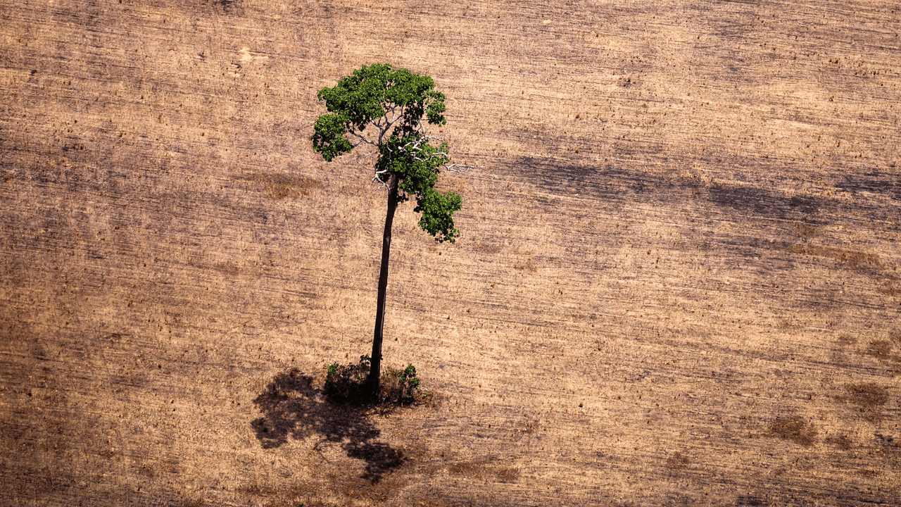 A los árboles les cuesta más trabajo ‘respirar’ conforme se calienta el planeta: estudio.