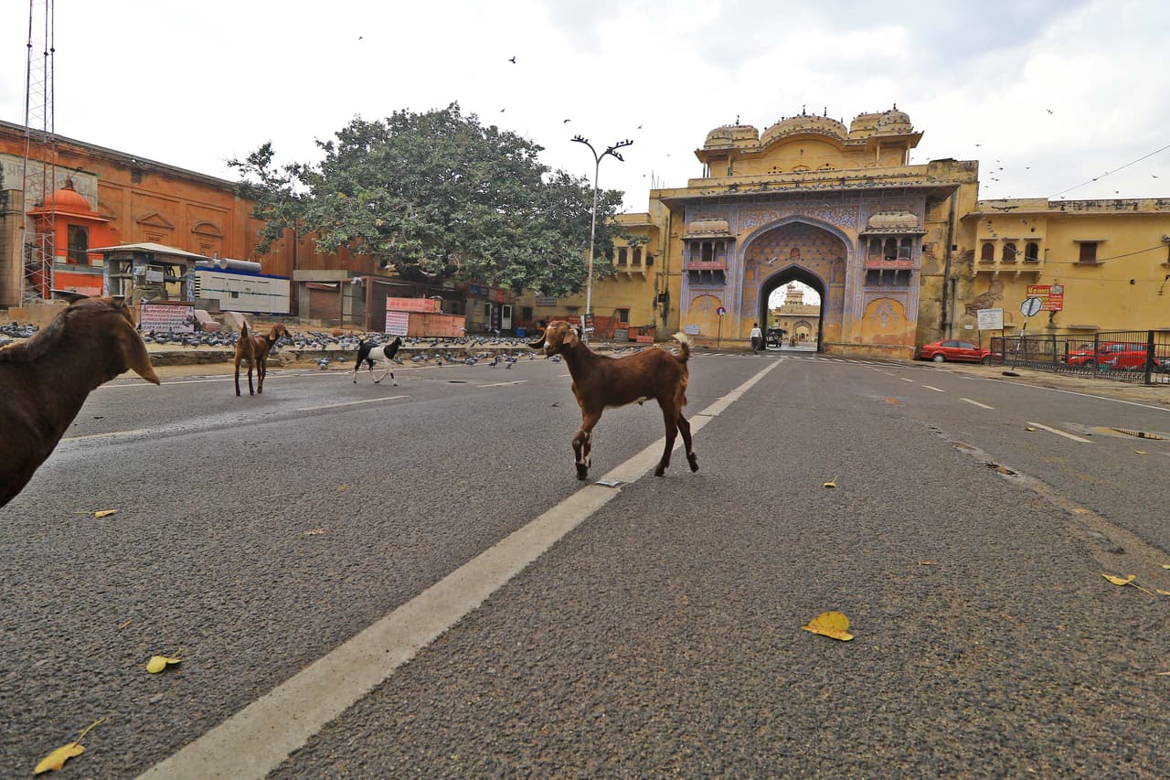 Un grupo de cabras deambulando tranquilamente por Jalebi Chowk, un área de la ciudad de Jaipur, India, que que normalmente es muy concurrida. 24 de marzo.
<br>