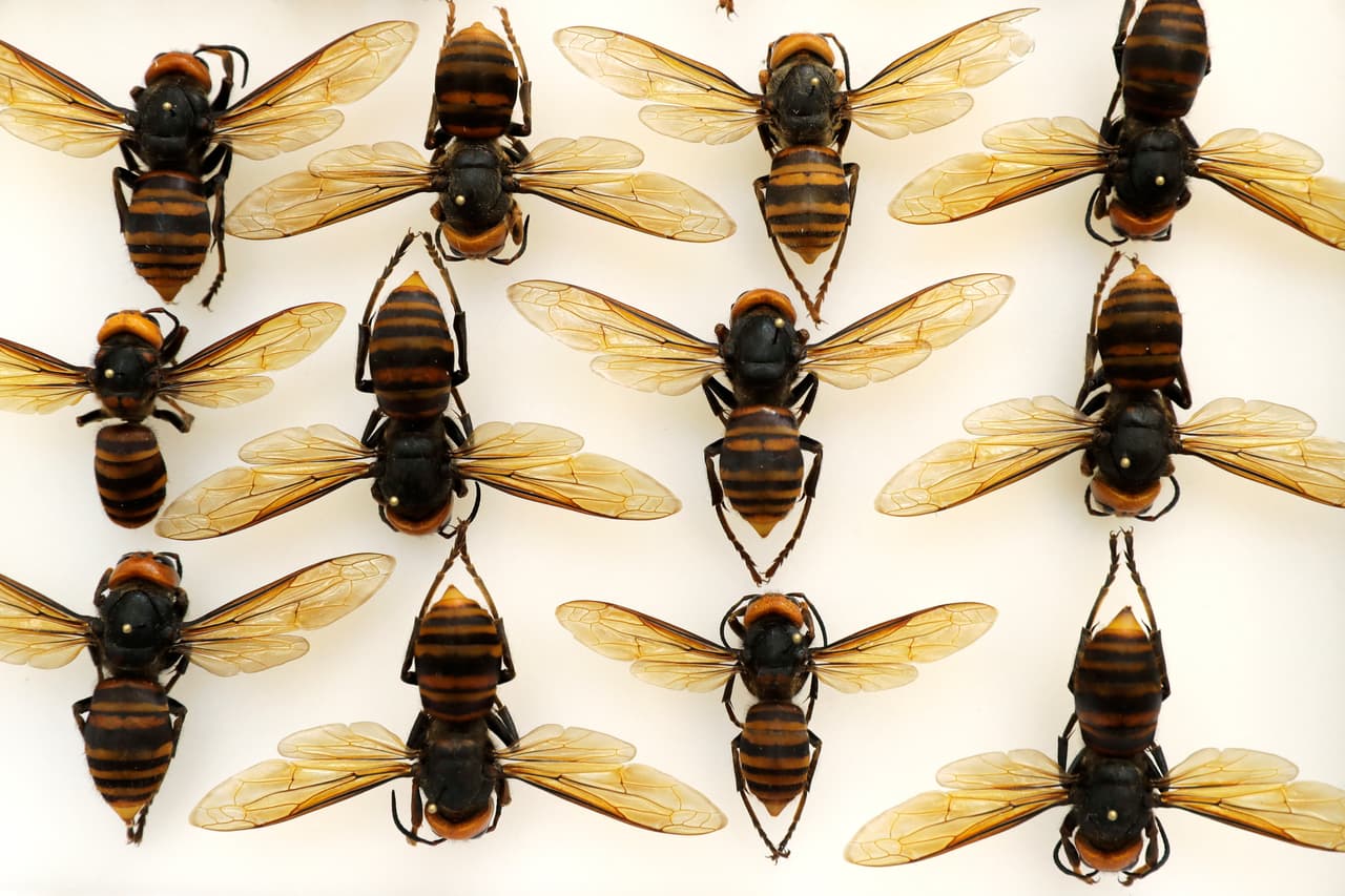 <b>La 'invasión' de avispones gigantescos (4 de mayo). </b>Estos insectos provenientes de Asia se avistaron en el estado de Washington, donde se tomó esta fotografía. 
<a href="https://www.univision.com/noticias/medio-ambiente/estados-unidos-se-enfrenta-a-otro-invasor-en-plena-pandemia-los-avispones-asesinos-asiaticos"><u style="box-sizing: border-box;">Afectan principalmente a las abejas y la apicultura</u></a>.