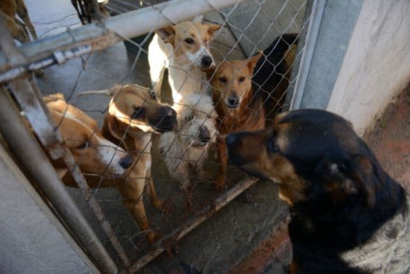 Otra ventaja es que ayudarás a la sobrepoblación canina, este es un problema que nos afecta a todos.