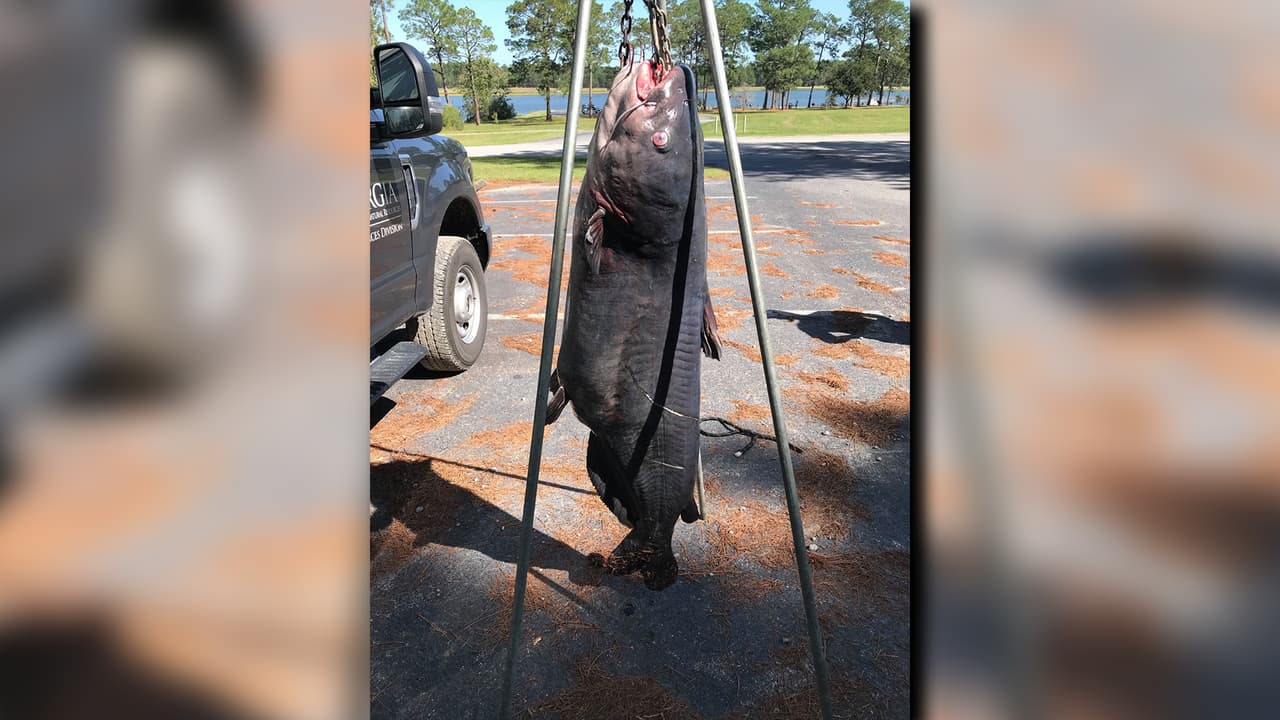 “La cola sale del agua y todo lo que pensé fue hombre, conseguí mi pescado de 50 libras. Tengo 50 libras, he querido romper 50 libras. Fue surrealista pensar que conseguí mi pescado de 50 libras ”, dice Trone.