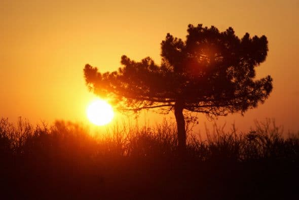 "El cielo se abrirá, los campos serán quemados por el calor", sobre este texto, los expertos mencionan que se trata a la deforestación y el daño a la capa de ozono.