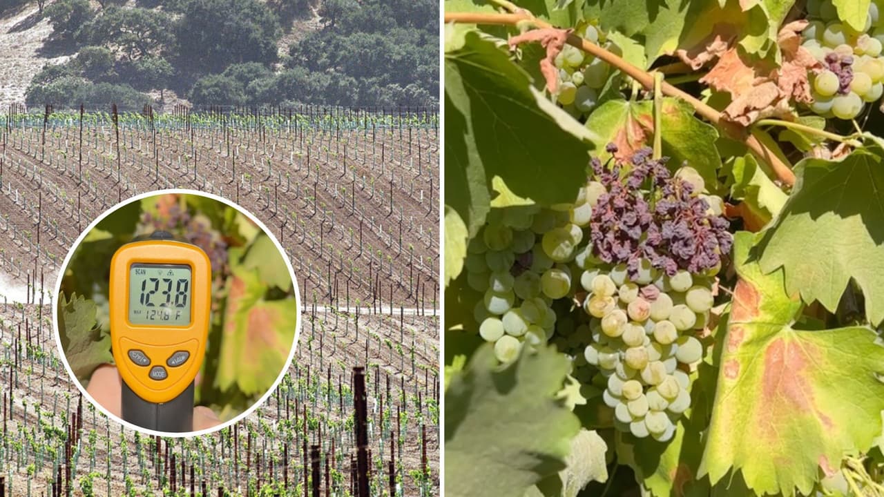 “No hay mucho que hacer”: El calor extremo en California está afectando las cosechas en la región