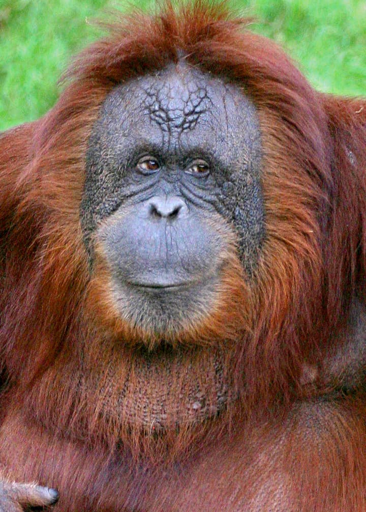 <b>Cheyenne era un animal extraordinario. </b>Era una orangután inteligente y de carácter fuerte. Aunque era la orangután de más edad del zoológico de Houston, probablemente era la más joven de corazón.