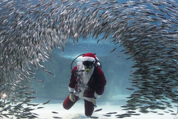 Santa es muy acuático y hasta con los peces convivió este año.