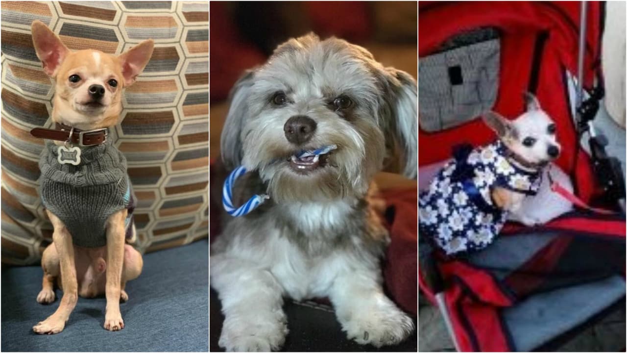 El Área de la Bahía celebra #MakeADogsDay, un día para concientizar sobre la adopción de perros