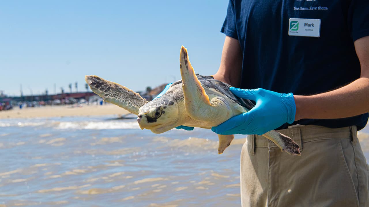 "Realmente es un océano compartido, y estamos muy agradecidos de poder apoyar a la comunidad de tortugas marinas cuando necesitaban ayuda por el congelante frío", manifestó Avendaño.