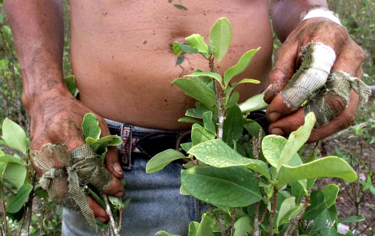 Según la Oficina de la ONU contra la Droga y el Delito, en Colombia habían 69.000 hectáreas sembradas con hoja de coca en 2014.