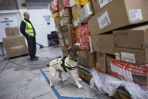 Se debe hacer una selección previa de los perros que cumplan el perfil ideal, para estas tareas.