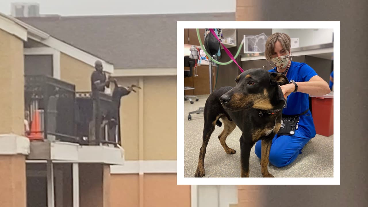 Captan en video a hombre colgando a su perro de un balcón al oeste de Houston
