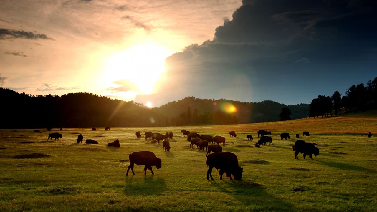 ¿Qué otras especies además del bisonte son símbolo nacional de EEUU?