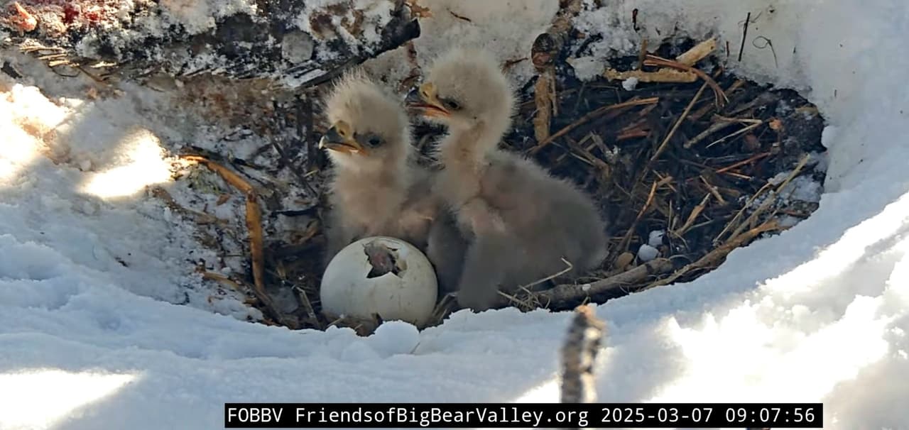 Fue durante la mañana del sábado 8 de marzo que finalmente la 
<b>tercera cría se unió a sus hermanos</b> y pudo ver a su mamá por primera vez, quien ya lo esperaba con el desayuno.