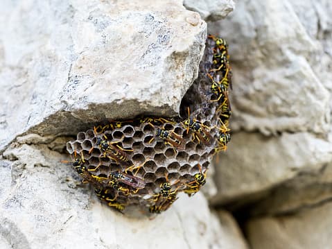 Siempre quédate quieto si una avispa se te acerca.