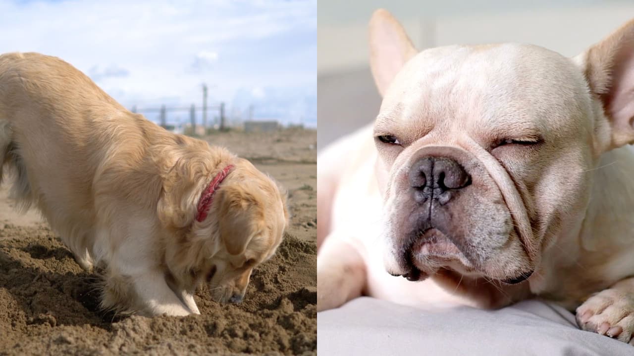 Estas son las razas más populares de perros en Houston: ¿Cuál es tu favorita?